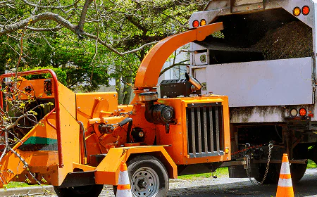 Why Tree Pruning Marietta Ga Is More Urgent Than Most Homeowners Realize