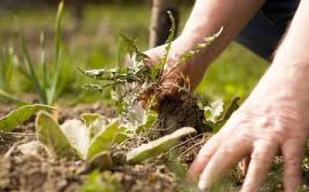 Tired of Weeds? How to Build a Beautiful, Low-Upkeep Garden in Auckland