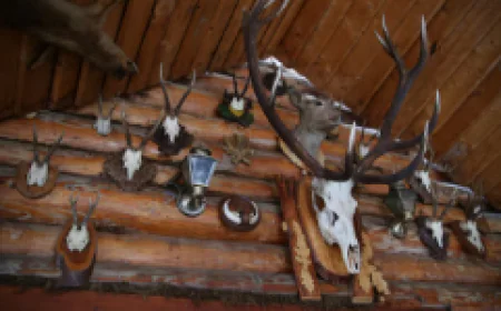 Bear Taxidermy Mounts: Preserving Nature’s Majesty in Your Home