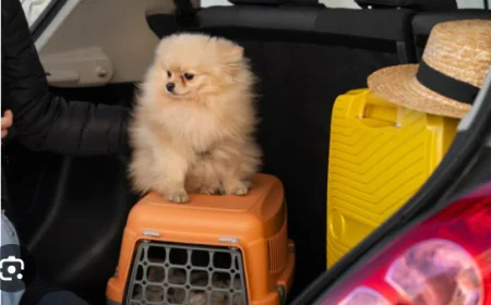 帶寵物去韓國？一篇搞懂韓國寵物入境全攻略