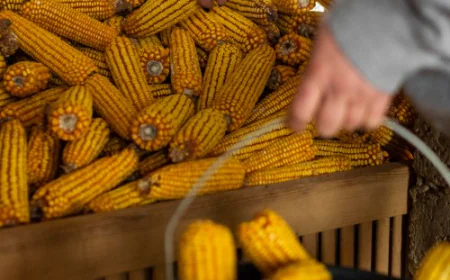 Bulk Maize Exporter India: A Comprehensive Overview of Supply, Quality, and Global Demand