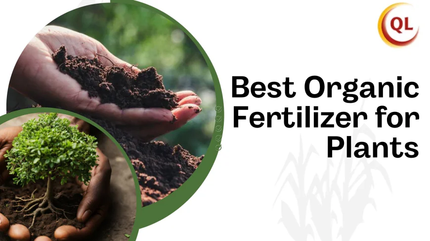 The Science Behind the Best Organic Fertilizer for Healthy Plant Growth