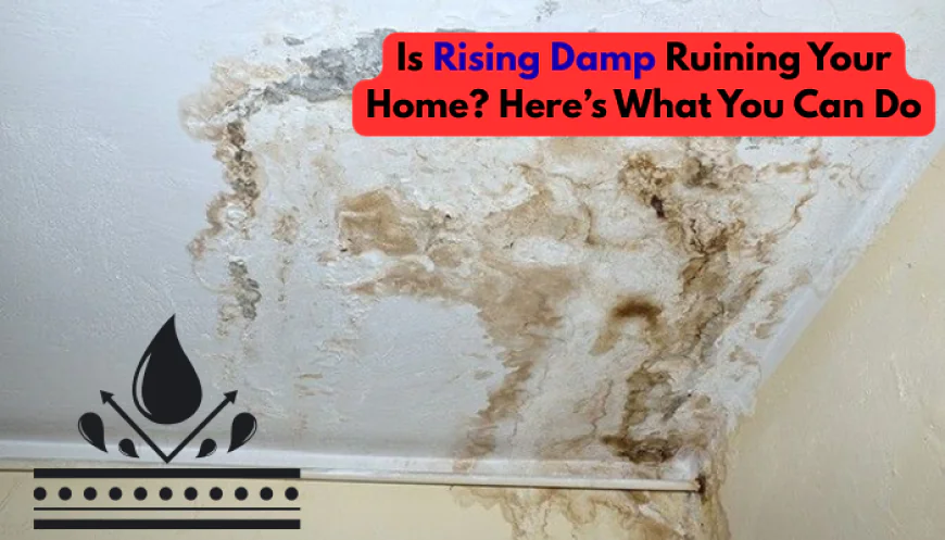 Is Rising Damp Ruining Your Home? Here’s What You Can Do