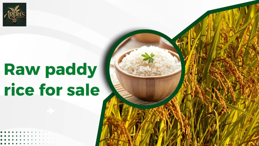 Raw Paddy Rice for Sale: What Exporters and Wholesalers Should Know
