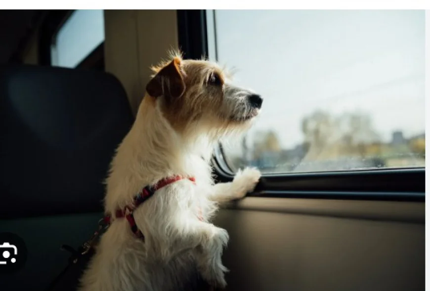 寵物移民全攻略：帶毛孩移居海外的完整指南