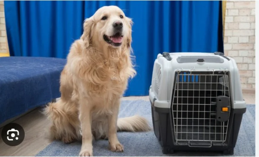 寵物運送完整指南：讓毛孩安全舒適地踏上旅程