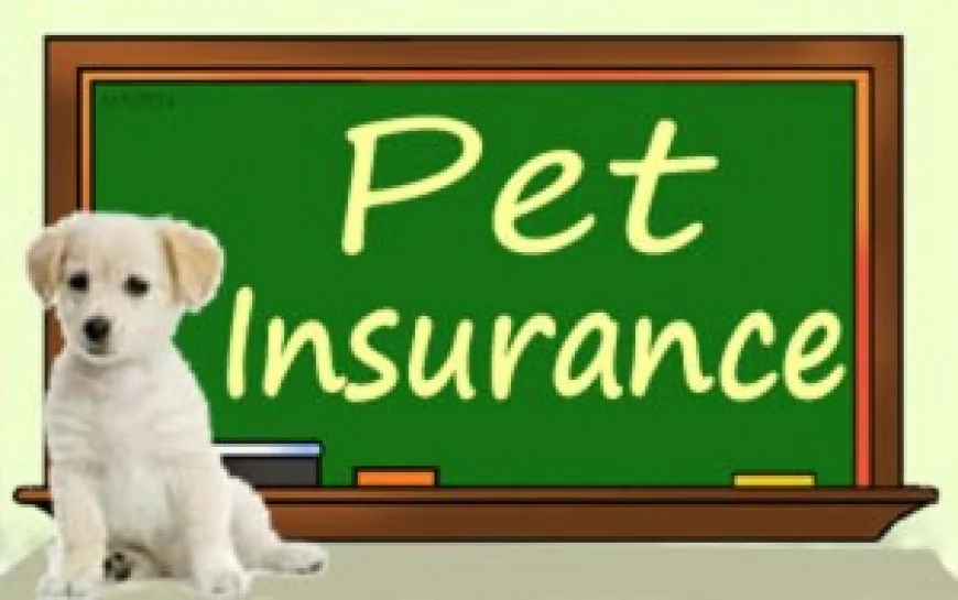 Finding the Best Pet Insurance Near Me: A Complete Guide for Pet Owners