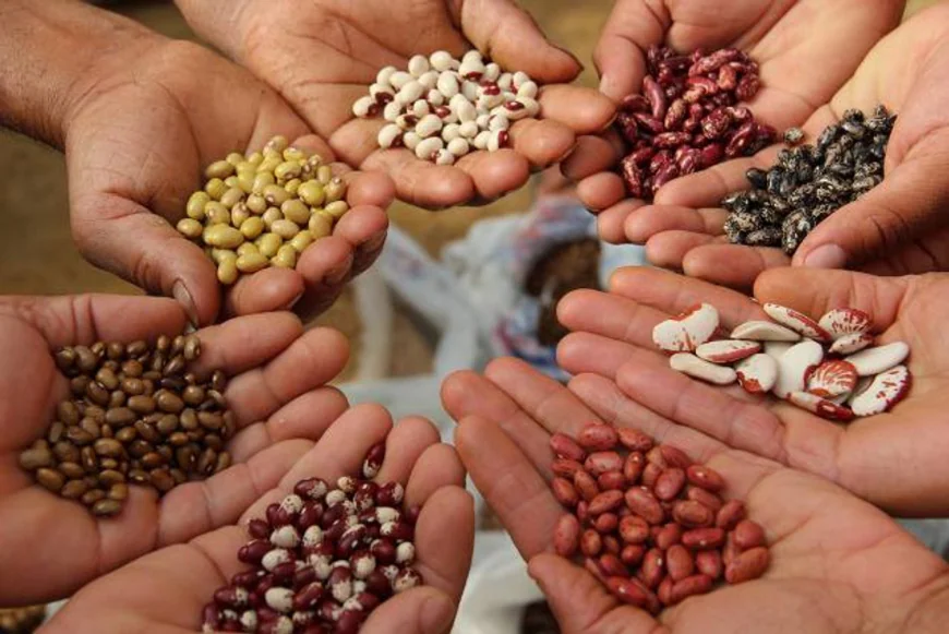Thailand Seeds Market Size, Share, Trends 2025-2033