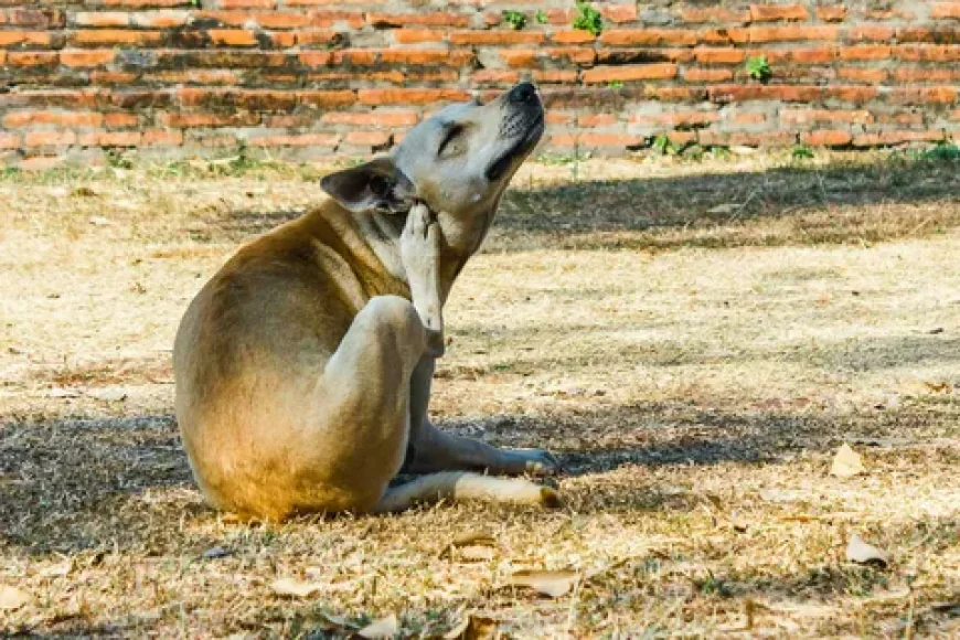 Dog Itching Ears Expert Guide For Worried American Pet Parents