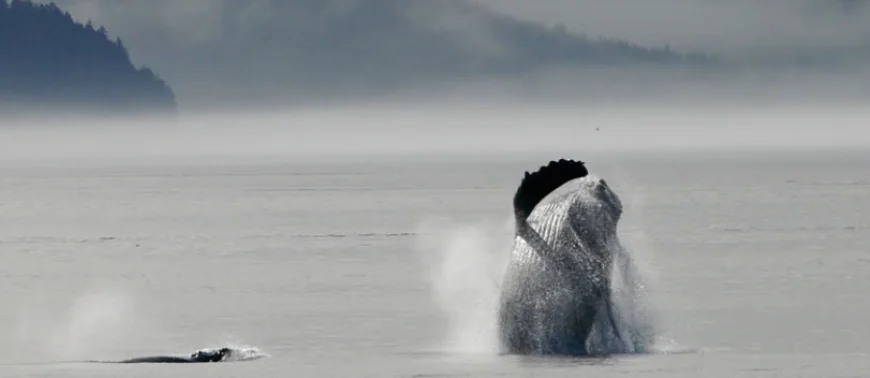 Why Campbell River Is Perfect For Marine Wildlife Tours