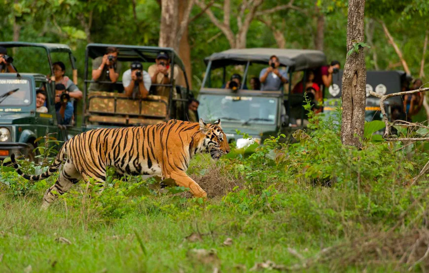 Kanha National Park Safari: A Complete Traveler’s Guide for First-Time Visitors