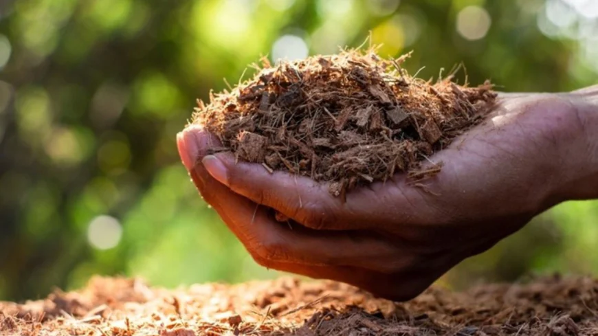 7 Essential Facts About RHP Certified Coco Coir That Will Completely Change Your Grow Game