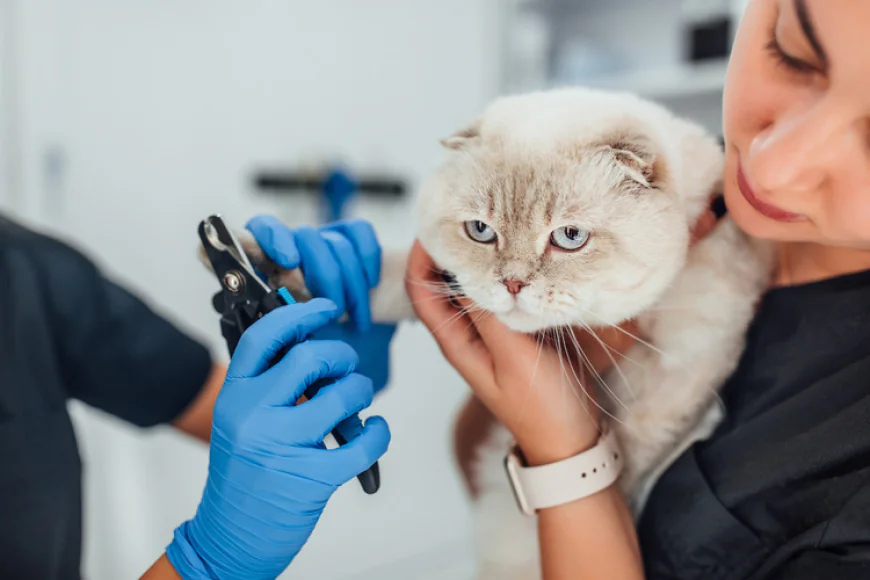 How Mobile Grooming Helps Reduce Stress for Cats