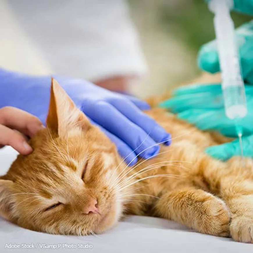 Why Families Choose At-Home Dog Euthanasia for Their Beloved Pets