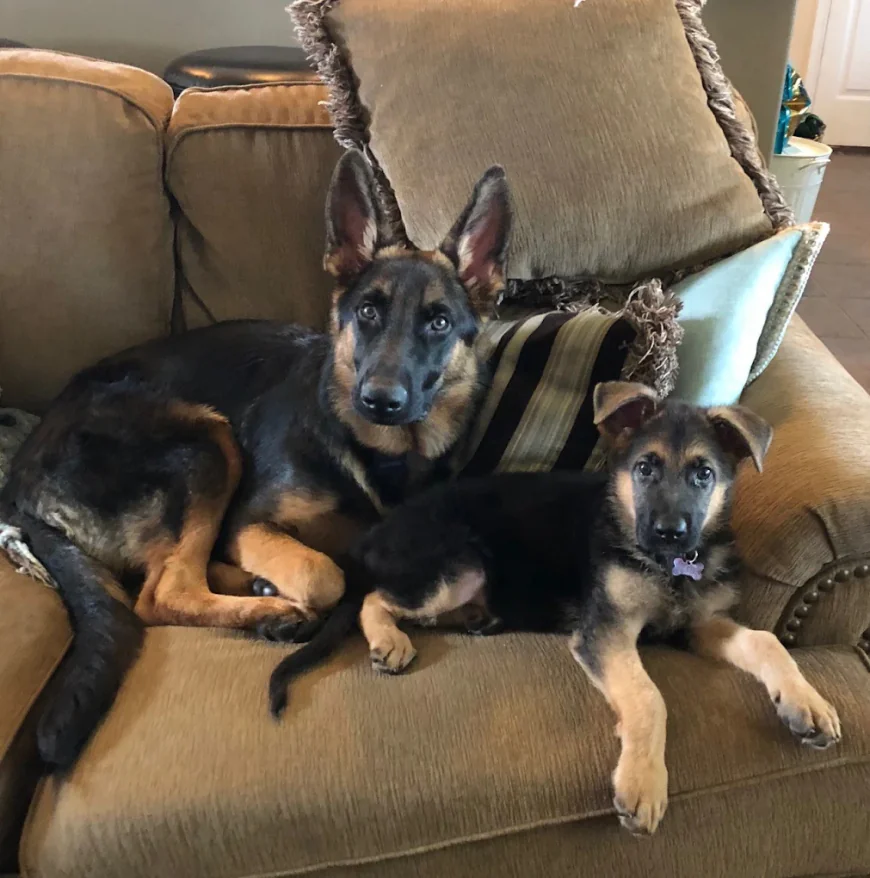 Why Are German Shepherd Breeders So Popular?