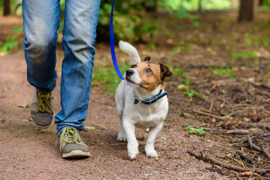 How to Shape Polite Dog Behavior with Consistent Training Steps