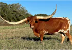 Raising Texas Longhorn Brood Cows: Tradition Meets Toughness