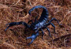 Best Las Vegas Scorpion Control Services by Enviro Guard Pest Control