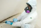 How Professionals Tackle Mold Problems in Tennessee Homes