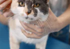 Cat Grooming and Skin Health: How Poor Grooming Leads to Infections