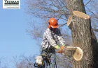 How Can Professional Tree Service in DC Protect Your Property?