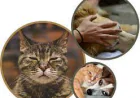 Helping Families Navigate Compassionate Pet Goodbyes
