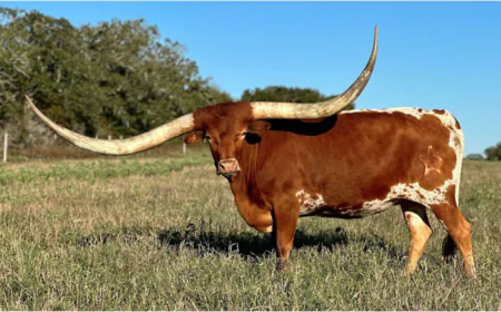 Raising Texas Longhorn Brood Cows: Tradition Meets Toughness
