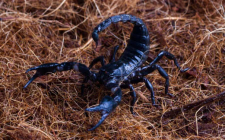 Best Las Vegas Scorpion Control Services by Enviro Guard Pest Control