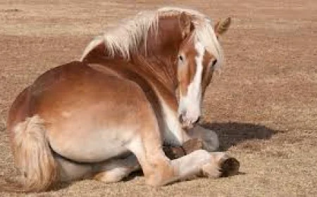 Warum immer mehr Pferdebesitzer sich für eine offene Haltung ihrer Pferde entscheiden