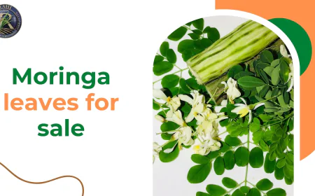 Why Buying Moringa Leaves for Sale from Royal Agri Is a Better Choice