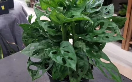 How Indoor Air Purifying Plants Boost Your Mood and Energy