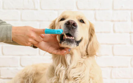 Top Strategies for Keeping Your Pet’s Teeth Healthy and Clean