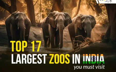 Budget-Friendly Zoos in India — Great Wildlife Experience Without Breaking the Bank