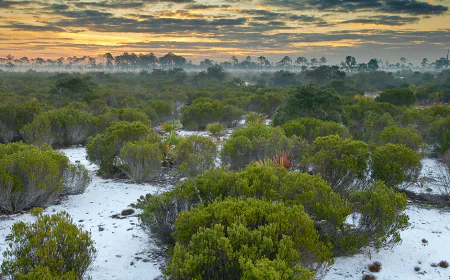 Scrub Jay Survey and Permitting in Florida