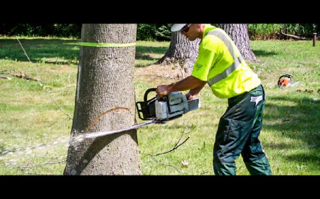 Seasonal Tree Care Challenges in Gap, PA and How Pros Handle Them