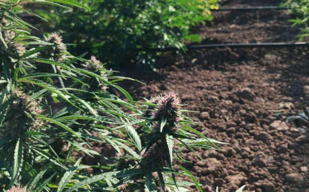 CBD Farmland Opportunities: A Smart Investment Path with Bloom Grove Investments