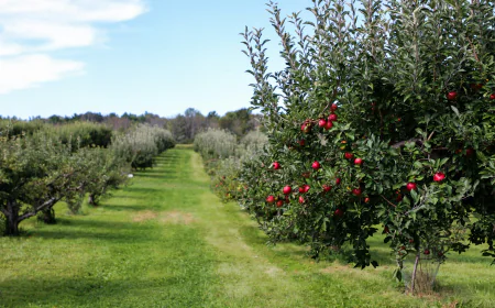 10 Best Family Friendly Orchard Activities for Fall Season