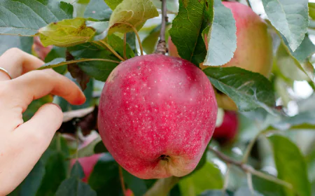 10 Best Apple Varieties for Baking and Cooking