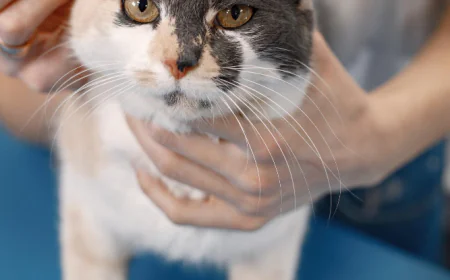 Cat Grooming and Skin Health: How Poor Grooming Leads to Infections