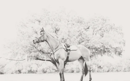 New to Showjumping? How to Select the Perfect Tack for Your Horse