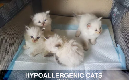 The Future of Feline Companionship: Why Siberian Kittens Are Becoming BC’s Most Sought-After Breed