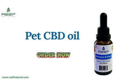 CBD Oil for Pets Near Me: Safe & Effective Options