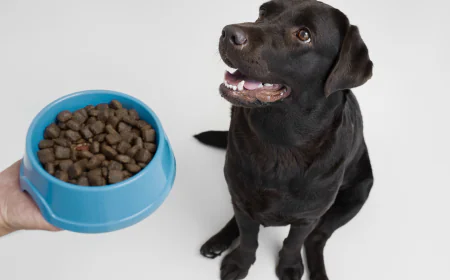 What Should I Look for When Choosing High-Quality Dog Food?