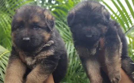 Best pet shop Dehradun