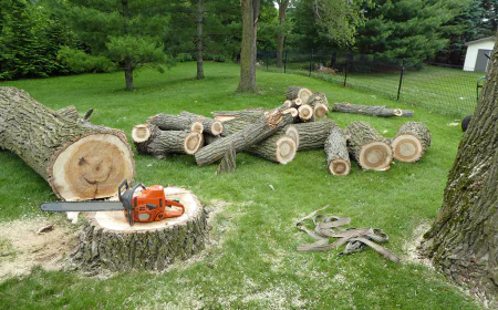 From Overgrown to Outstanding: Tree Removal & Pruning Services in Rhode Island