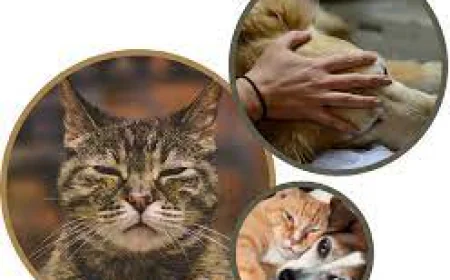 Helping Families Navigate Compassionate Pet Goodbyes