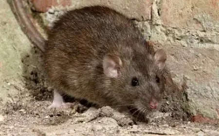 Rodent Control NYC for Buildings Facing Structural Damage