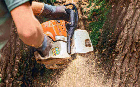 Active Structural Remediation via Bio-Resin Infusion in Heritage Trees