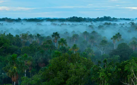 Amazon Rainforest Expedition: Exploring Manu’s Wonders