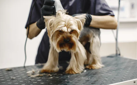 Dog Grooming Services in Abu Dhabi: What to Expect from a Professional Groomer
